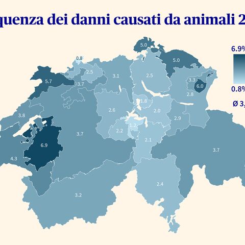 Una cartina codificata a colori della Svizzera mostra il numero di incidenti con animali selvatici notificati nel 2024 per cantone, suddivisi per cantone.