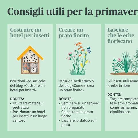 Immagine con tre consigli per la primavera: Costruire un hotel per insetti, allestire un prato fiorito e far fiorire le erbe aromatiche, con le relative istruzioni e cose da non fare.