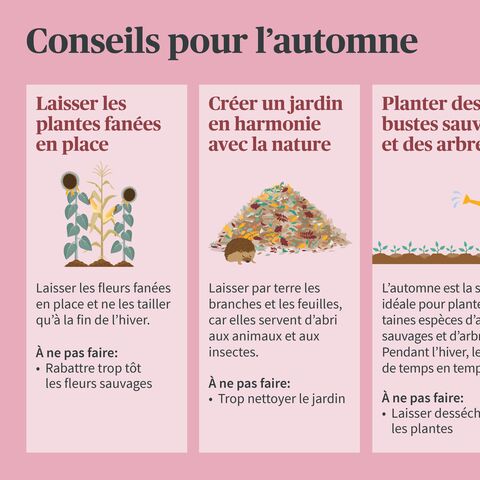 Infographie avec trois conseils pour l’automne: Laisser les plantes fanées sur place, aménager un jardin proche de la nature et planter des arbustes sauvages et des arbres.