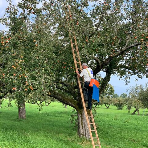 Ein Mann steht auf einer Leiter, die an einen Apfelbaum gehlehnt ist mitten im Obstgarten.