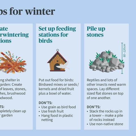 Infographic with three winter tips: Set up winter quarters, set up bird feeding grounds, and pile up rocks.