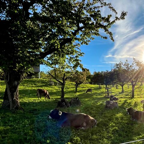 Eine Landschaft mit Obstbäumen, grüner Wiese und Kühen, die darauf weiden. Darüber ein strahlend blauer Himmel.