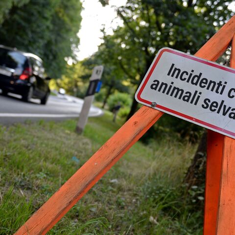 Cartello di avvertimento «Incidente con animali selvatici» posto sul ciglio della strada prima di una curva; sullo sfondo, un’auto nera sta percorrendo una strada di campagna.