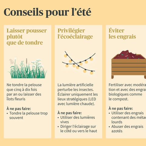 Infographie avec trois conseils pour l’été: Plutôt que de tondre la pelouse, éclairages et engrais respectueux de l’environnement, conseils à faire et à ne pas faire.