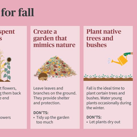 Infographic with three tips for autumn: Leave withered plants, plant a natural garden, and plant wild shrubs and trees.