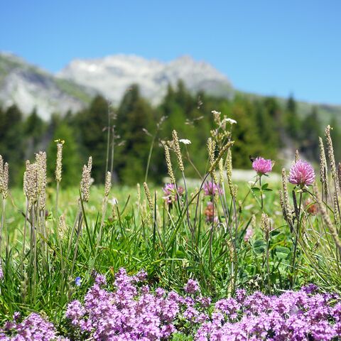Blumenwiese in den Bergen