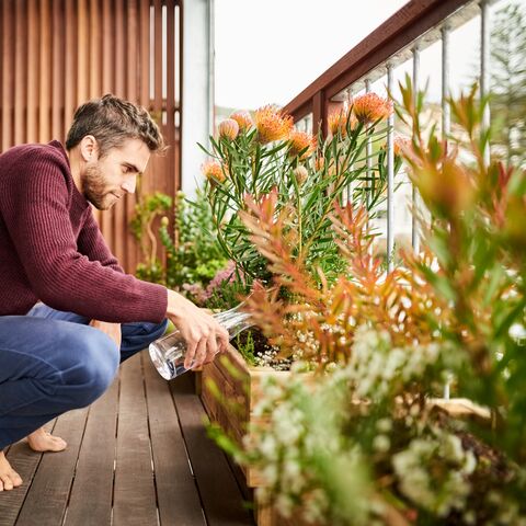  A man is watering his balcony plants.