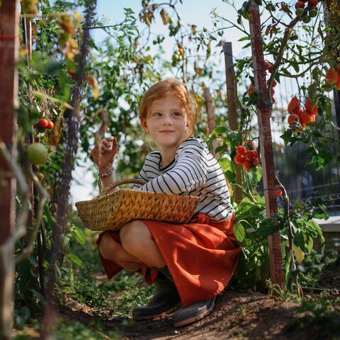 Un bambino con i capelli rossi e una camicia a righe si accovaccia in un campo di pomodori e tiene in mano un cesto per raccogliere i pomodori.