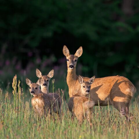 Une femelle avec trois chevreuils debout dans un pré à la lisière d’une forêt.