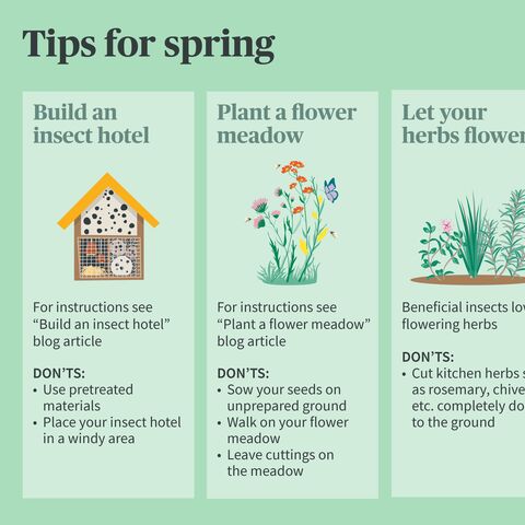 Picture with three tips for spring: Build an insect hotel, plant a flower meadow and let herbs bloom, with appropriate instructions and don’ts.