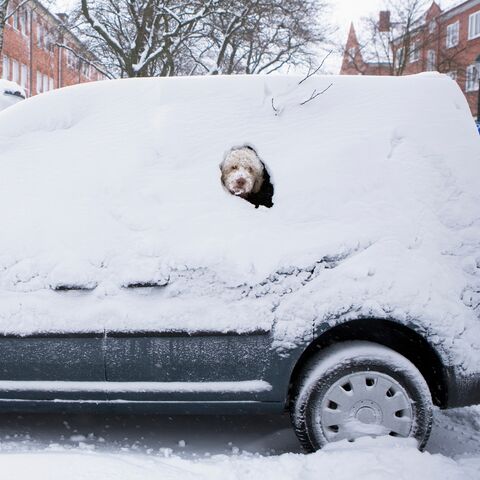 A car is completely covered in snow, and the head of a dog peers out of an open window.
