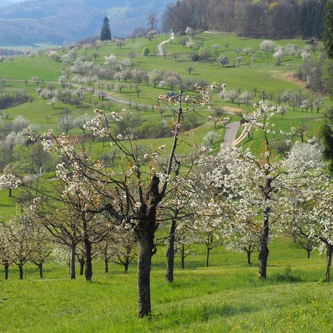 Paysage vallonné blanc fleuri avec des arbres et des prairies.