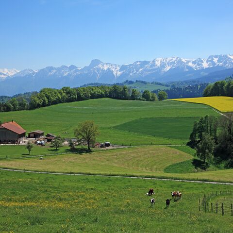 Un paysage idyllique : des prairies vertes, quelques vaches, une ferme et, en arrière-plan, des montagnes enneigées sous un ciel bleu limpide