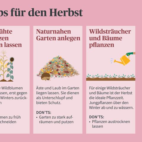 Infografik mit drei Tipps für den Herbst: Verblühte Pflanzen stehen lassen, naturnahen Garten anlegen und Wildsträucher und Bäume pflanzen.