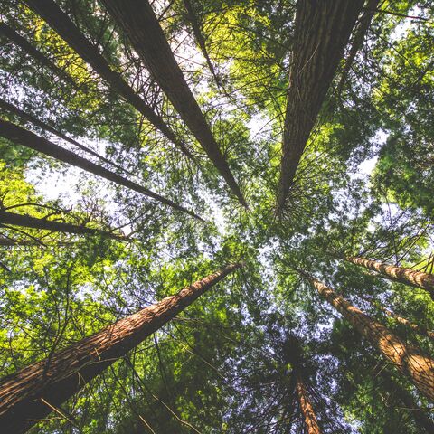 A forest seen from the ground with a view looking up into the tree canopies