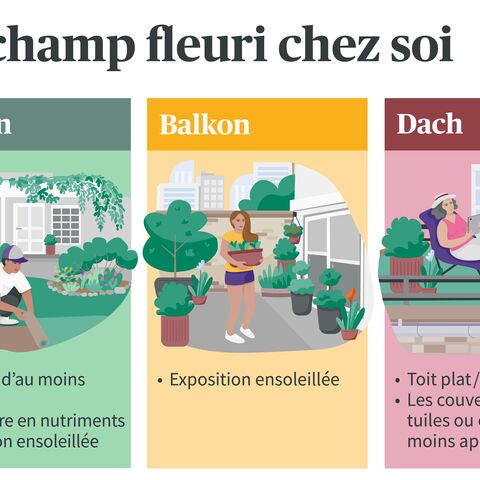 Illustration pour le choix des surfaces optimales pour une prairie fleurie: Jardin, balcon ou toit, avec des exigences spécifiques et des conseils.