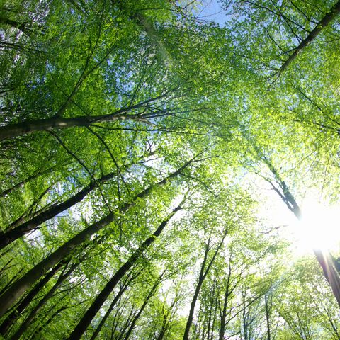 Flora Futura – die AXA Biodiversitätsinitiative 