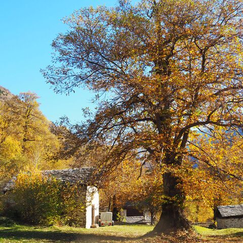 Un grand arbre au feuillage automnal se trouve sur une pelouse devant un bâtiment dans un environnement rural.