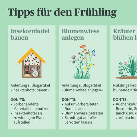 Bild mit drei Tipps für den Frühling: Insektenhotel bauen, Blumenwiese anlegen und Kräuter blühen lassen, mit entsprechenden Anleitungen und Don'ts.
