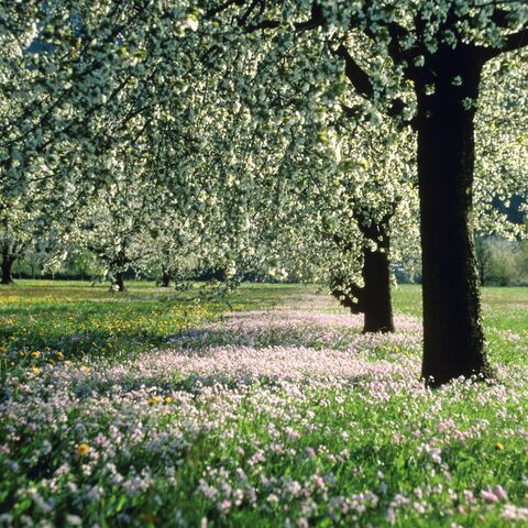 Blooming meadows and standard fruit trees