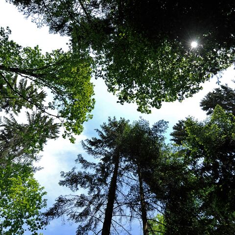 Vista verso l’alto in un bosco con un fitto tetto di foglie e diversi tipi di alberi attraverso i quali il cielo azzurro scintilla.