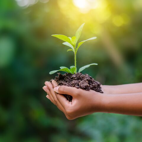 Two hands carefully hold a small seedling with soil; a blurred green natural background can be seen in the background.