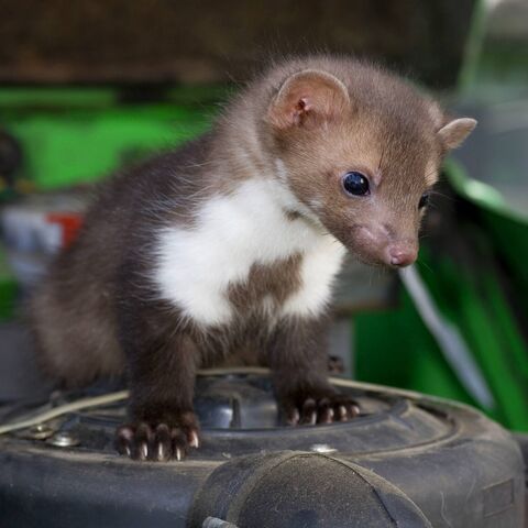 Gros plan d’un jeune animal mignon avec un pelage brun et des taches blanches sur fond flou dans des tons verts.