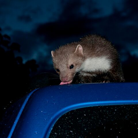 Ein Marder leckt bei Nacht auf einem blauen Auto, während der Himmel im Hintergrund dunkel ist.