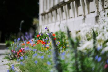 A field of flowers in front of a building.
