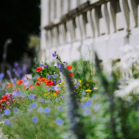Un champ de fleurs devant un bâtiment.