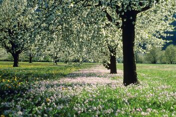 Prato fiorito sotto gli alberi da frutto ad alto fusto.