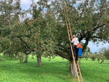 A man stands on a ladder leaning against an apple tree in the middle of an orchard.