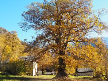 Un grand arbre au feuillage automnal se trouve sur une pelouse devant un bâtiment dans un environnement rural.