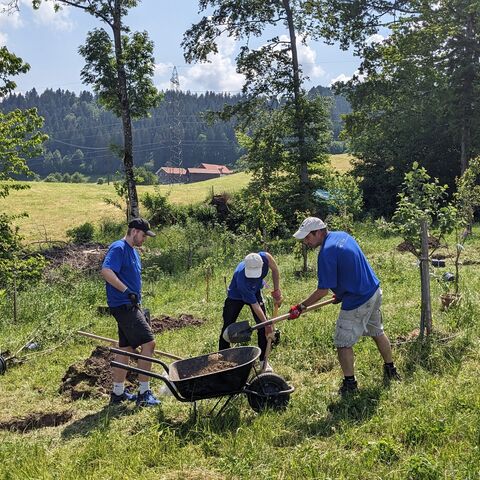 A group of four people in blue T-shirts is planting trees on a green meadow with wheelbarrows and shovels.