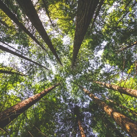 View upwards into a dense forest with tall trees whose green leaves let the light shine through and partially obscure the sky.