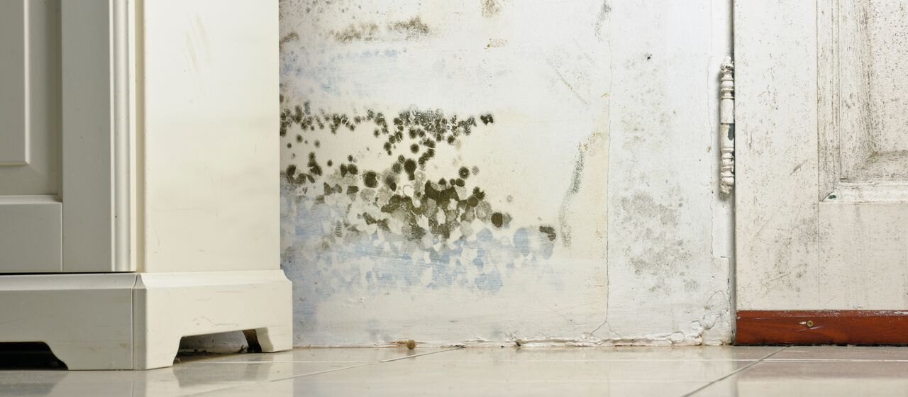 Nettoyer les moisissures sur un mur 
