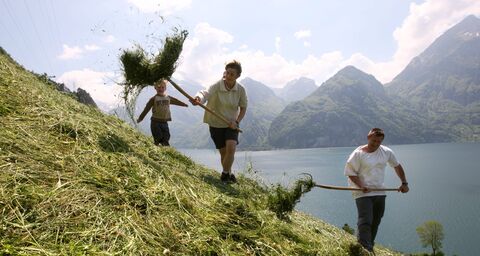 Wild hay making on the roof of Europe