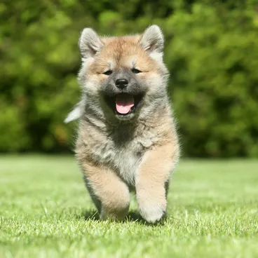 A fluffy puppy runs across the meadow towards the camera.