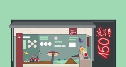 Graphique de la Flora Futura Box