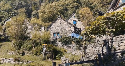 Cura dei castagni e costruzione di terrazzamenti in Ticino